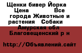 Щенки бивер Йорка  › Цена ­ 30 000 - Все города Животные и растения » Собаки   . Амурская обл.,Благовещенский р-н